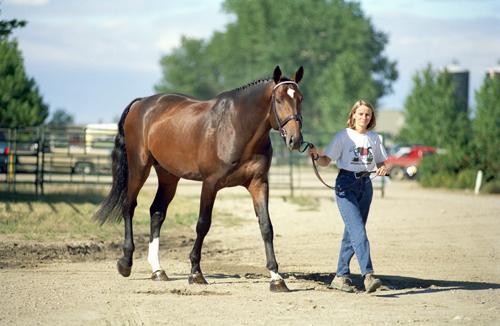 02_1185_001A.jpg - Janice and Cheops Z at Olds College, 2001 CWHBA Stallion Test