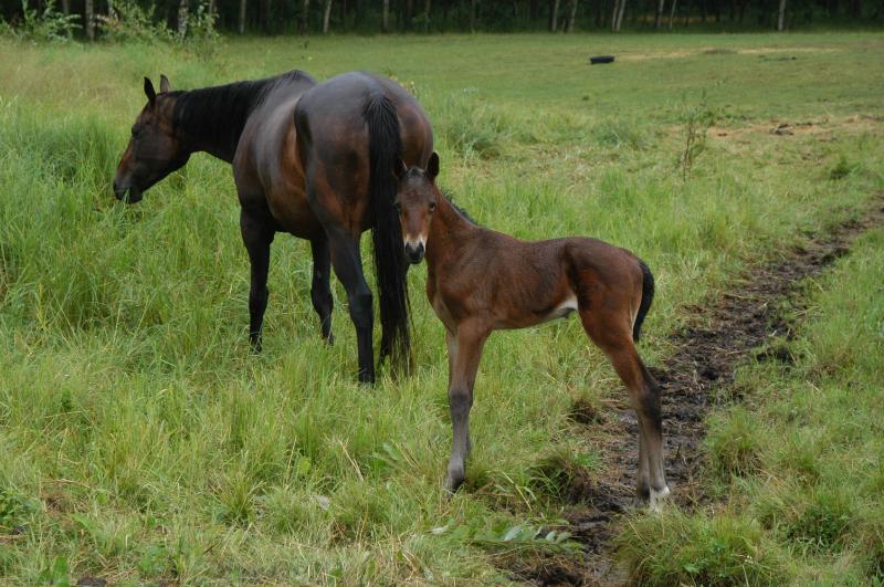 10_DSC_0005.JPG - 2006 foal