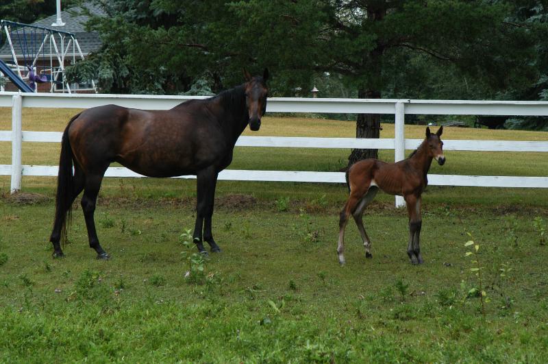 10_DSC_0031.JPG - 2006 foal