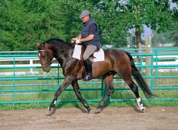 1177-05.jpg - Gert riding Cheops at Olds College CWHBA Stallion test, 2000