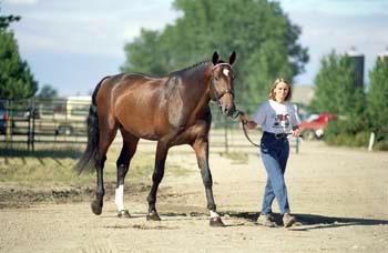 1185-1A.jpg - Janice walking Cheops at Olds College, 2000