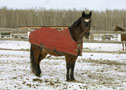 Tyndall Park Lesson Horse: Hart