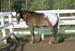 Tyndall Park Lesson Horse: Luke