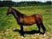Tyndall Park Lesson Horse: Majestic Bey